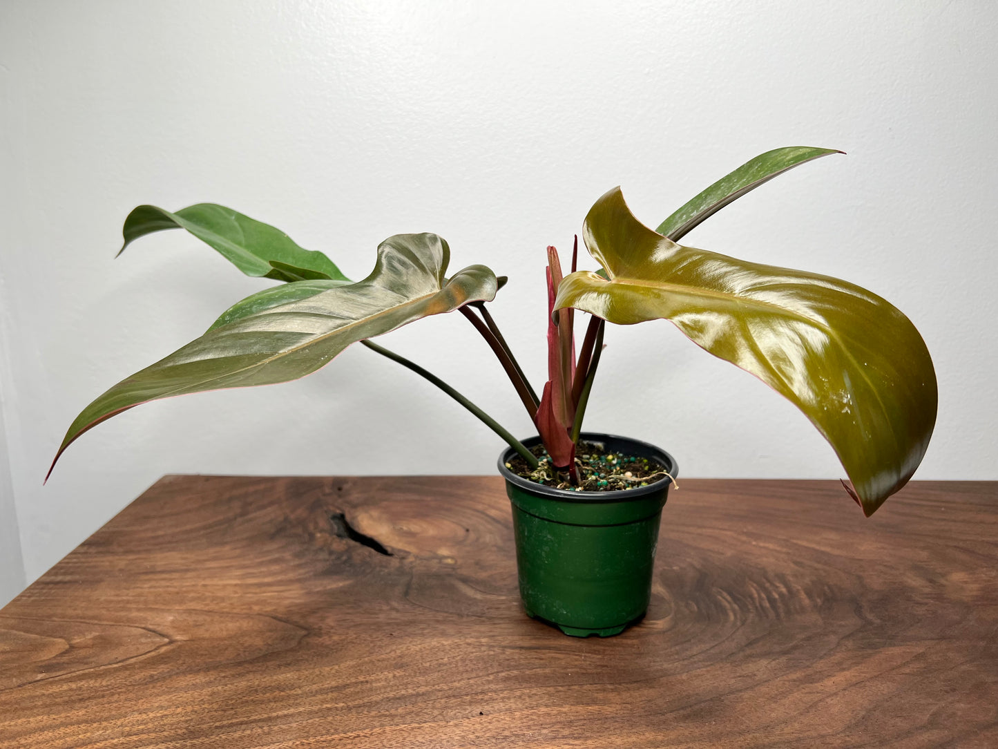 Philodendron Florida Bronze