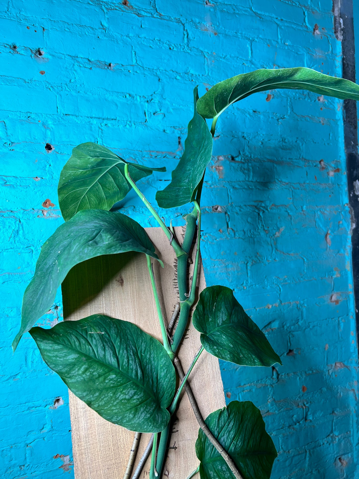Monstera Dubia 10”