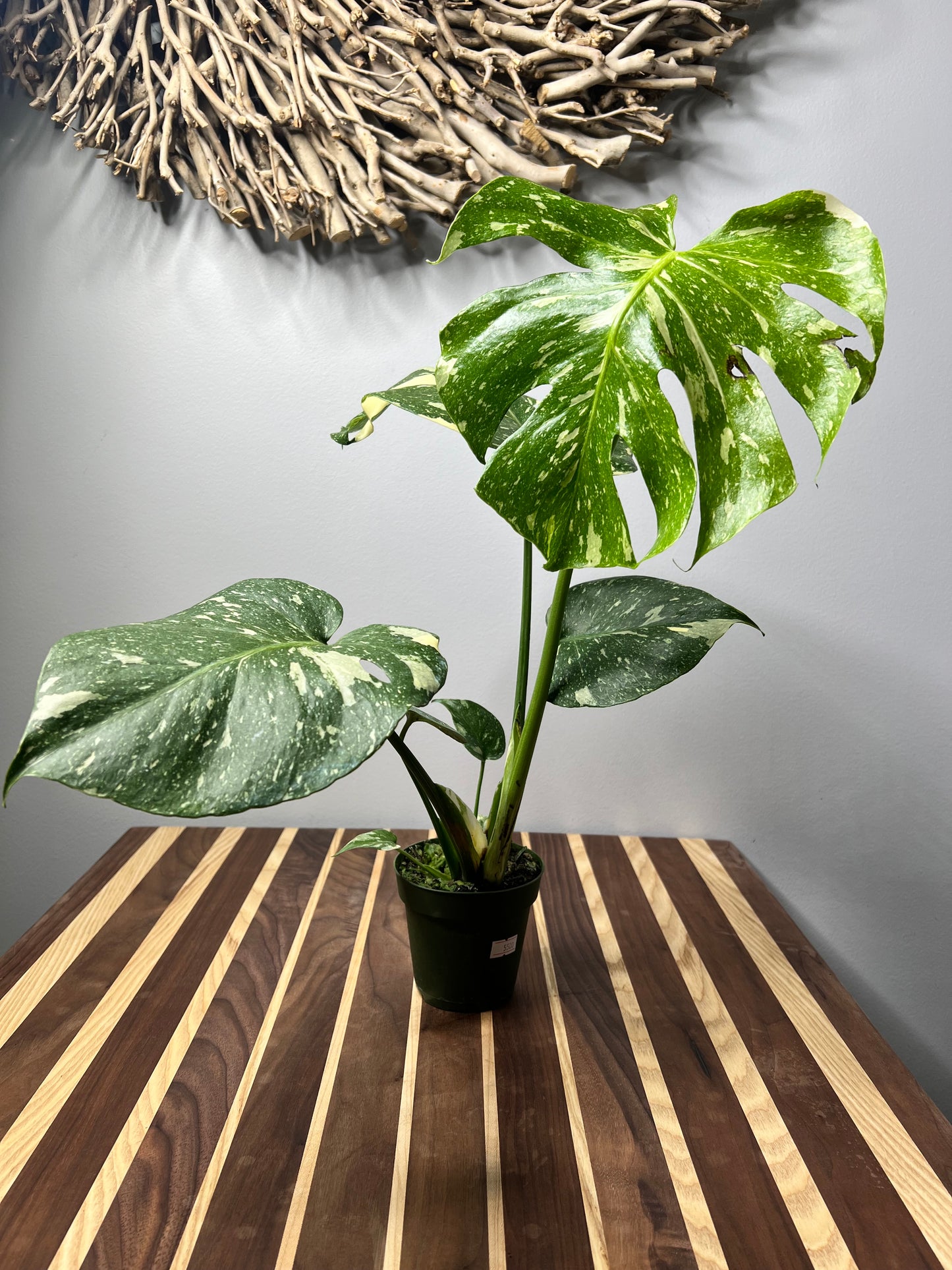 Monstera Thai constellation (small 4”)
