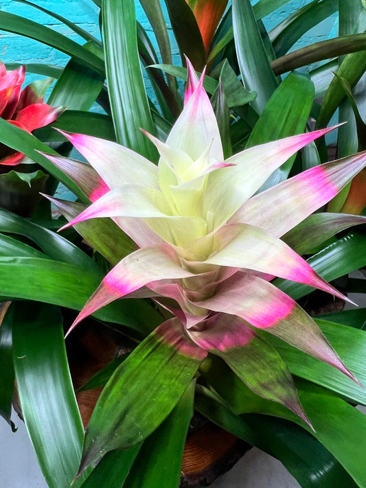 Bromeliad 6”