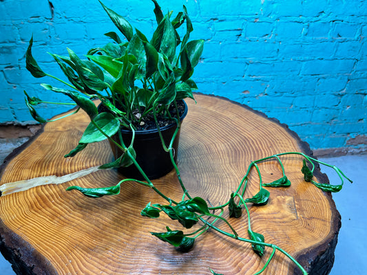 Pothos Shangri La (Sleeping Pothos) 6”