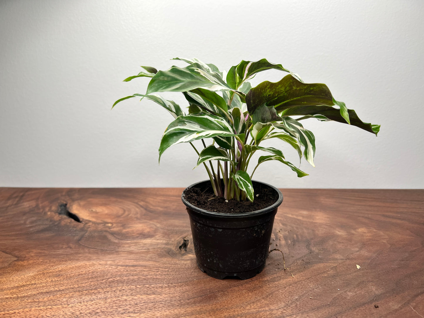 Calathea White Fusion 4inch