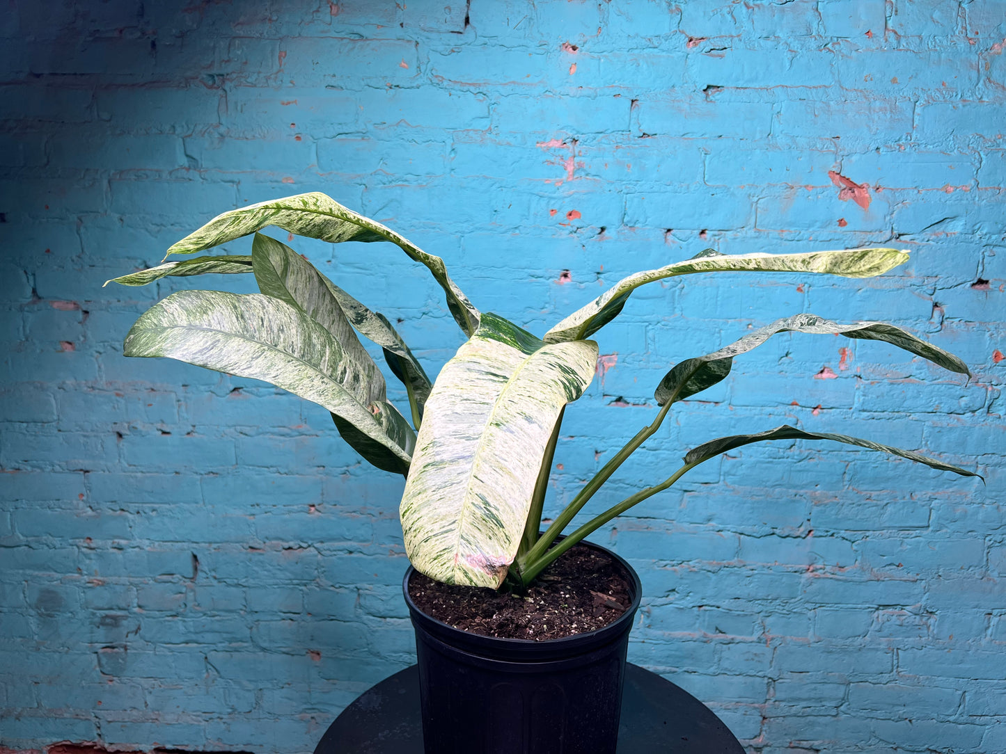 Epipremnum Giganteum Marble 10”