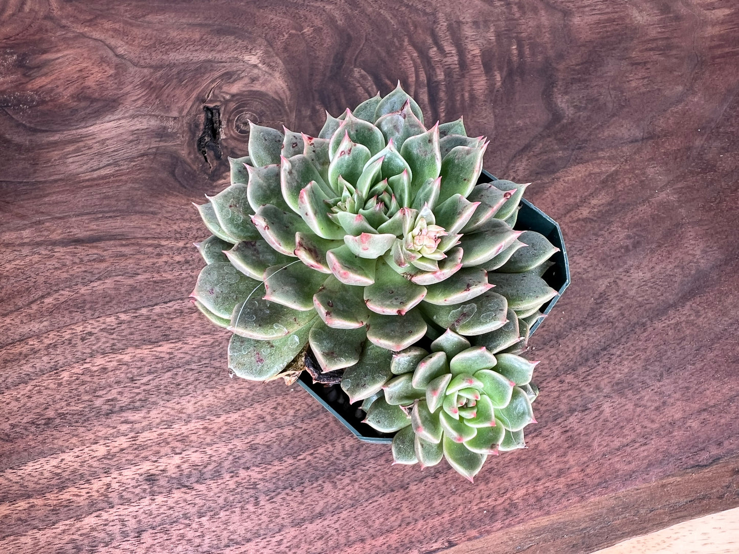 Echeveria 6