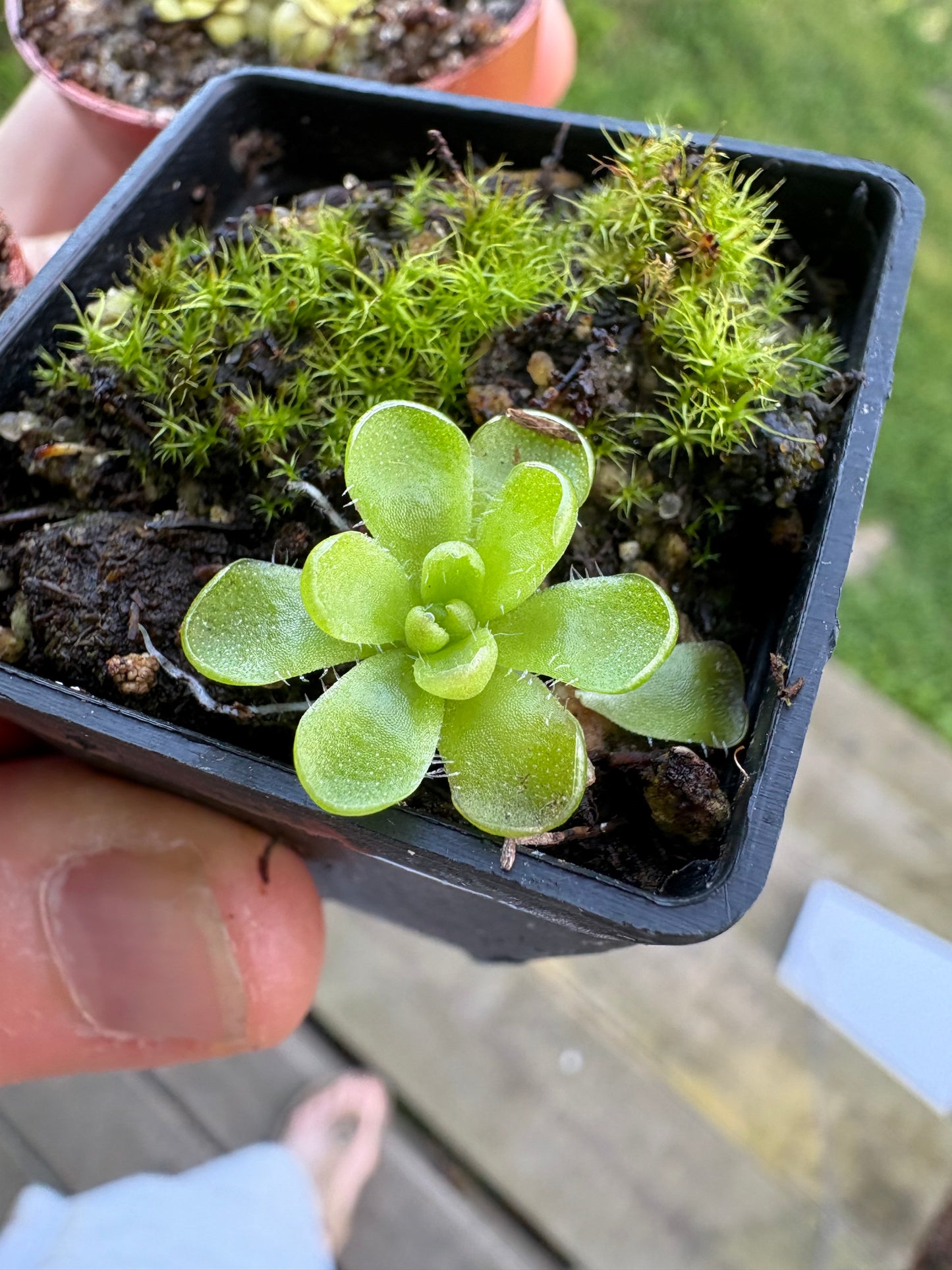 Pinguicula ’ 1.5”