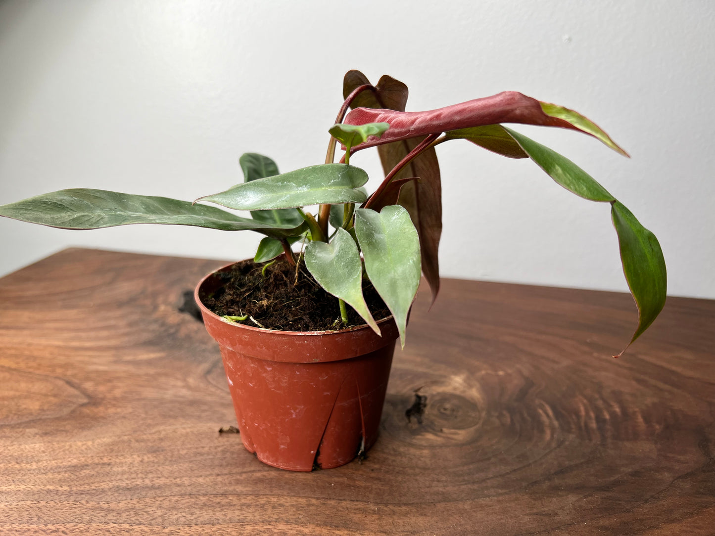 Philodendron Atabapoense