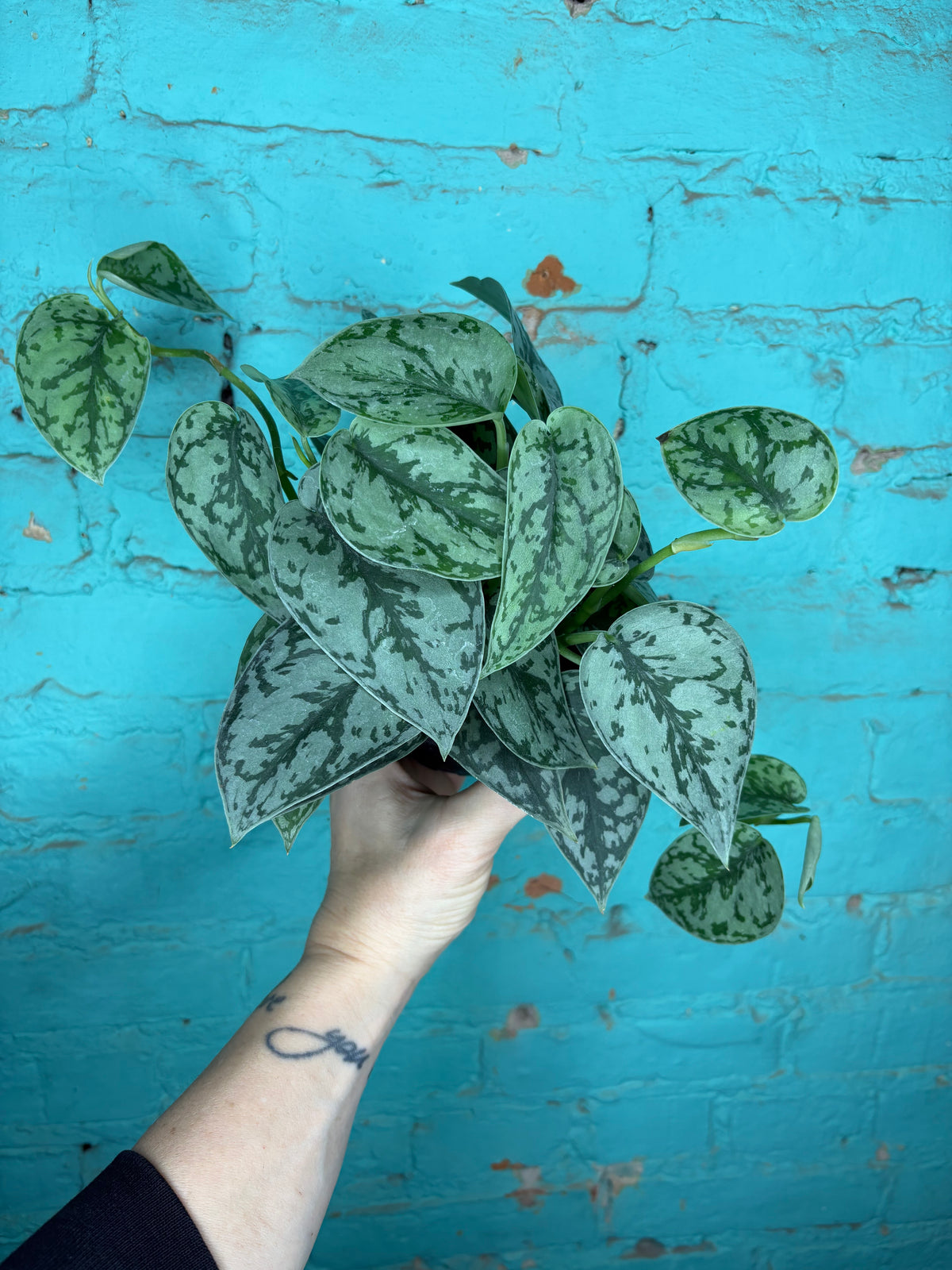 Scindapsus -Silver Lady