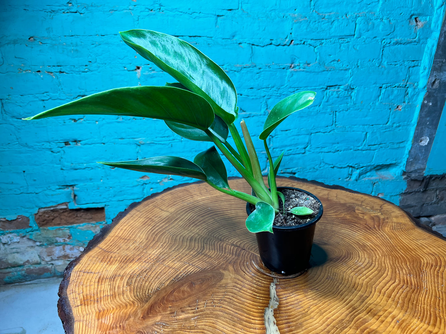 Philodendron Congo Thailand 4”