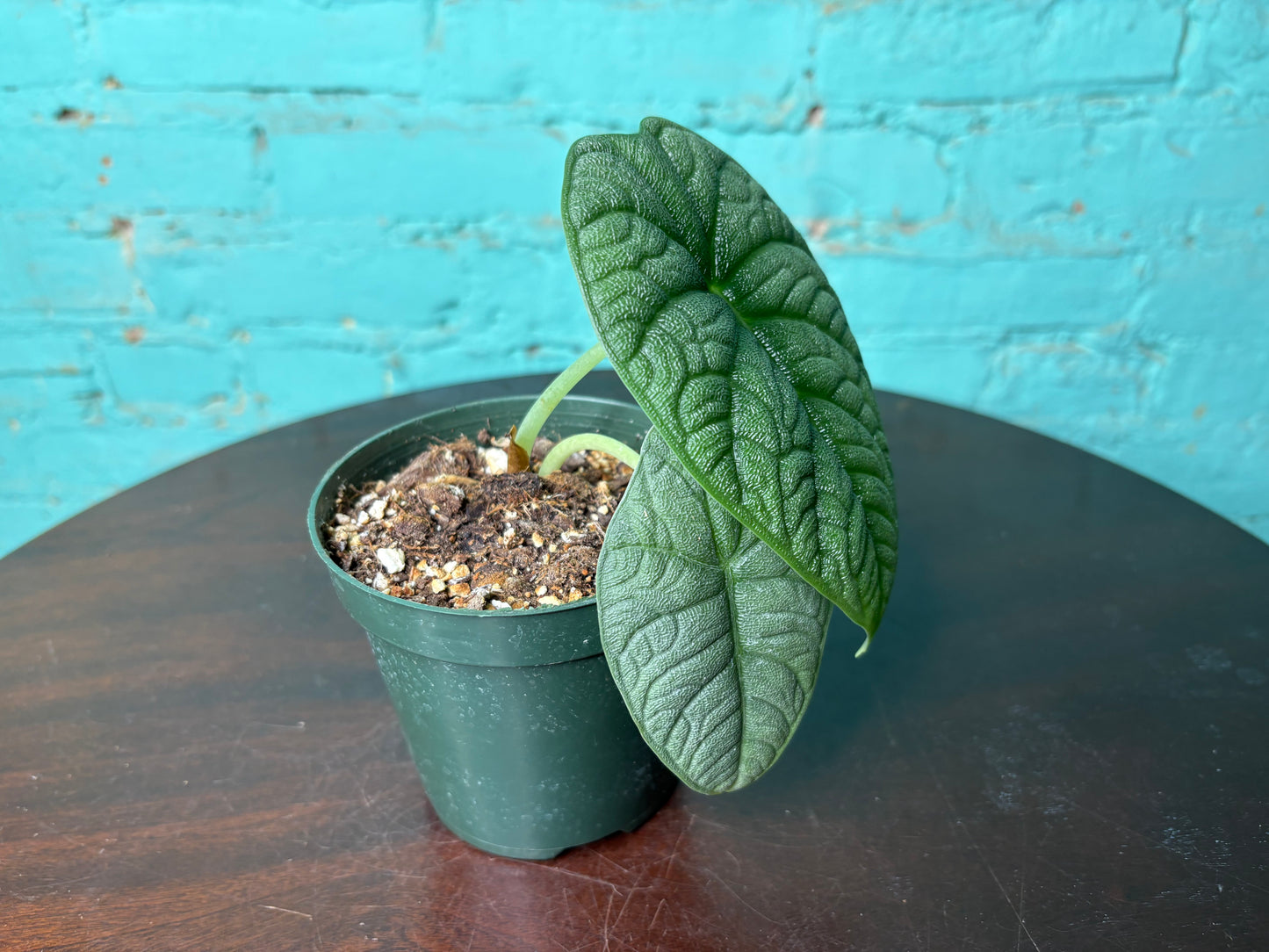 Alocasia Melo
