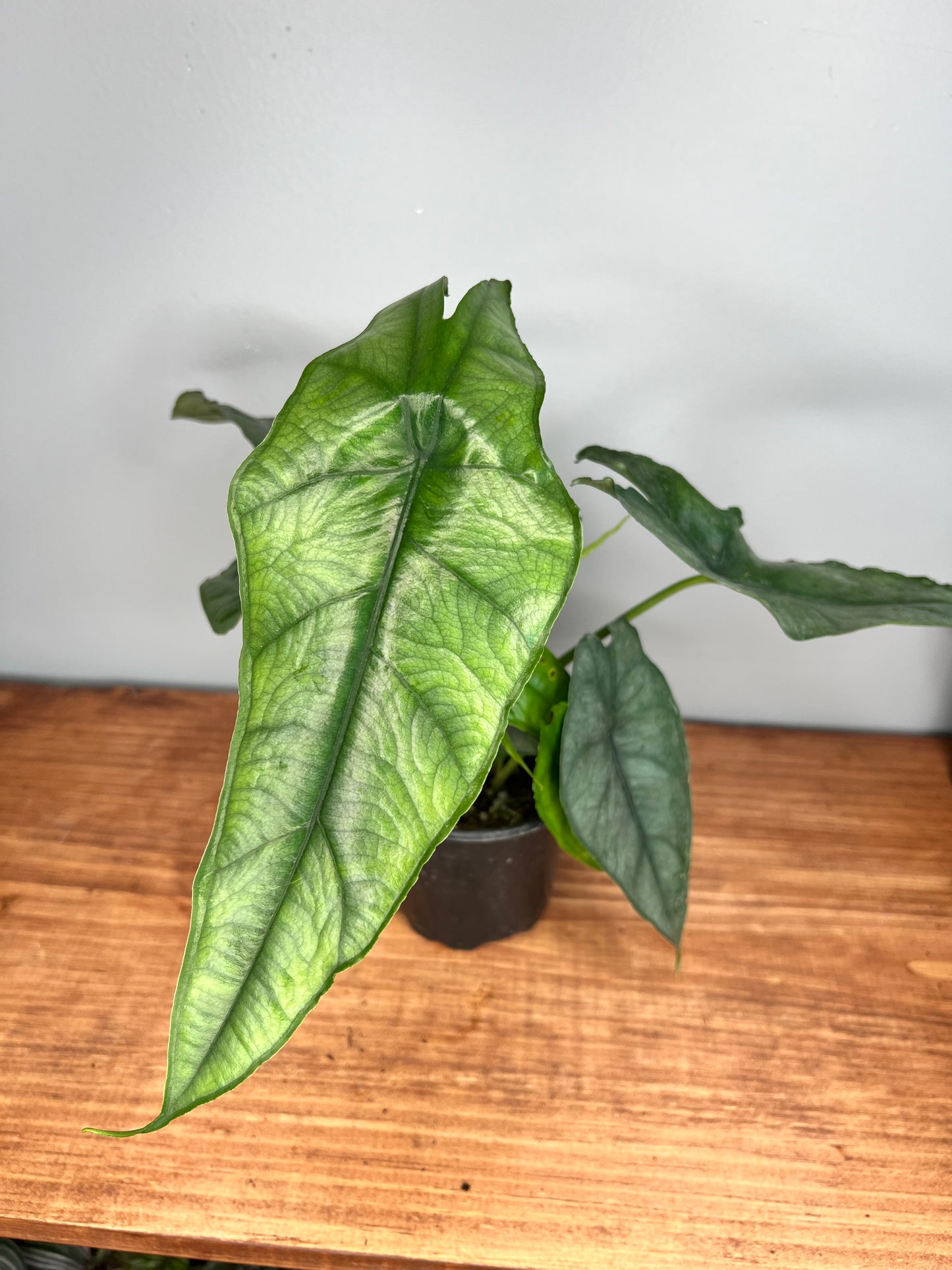 Alocasia Dragon’s Breath