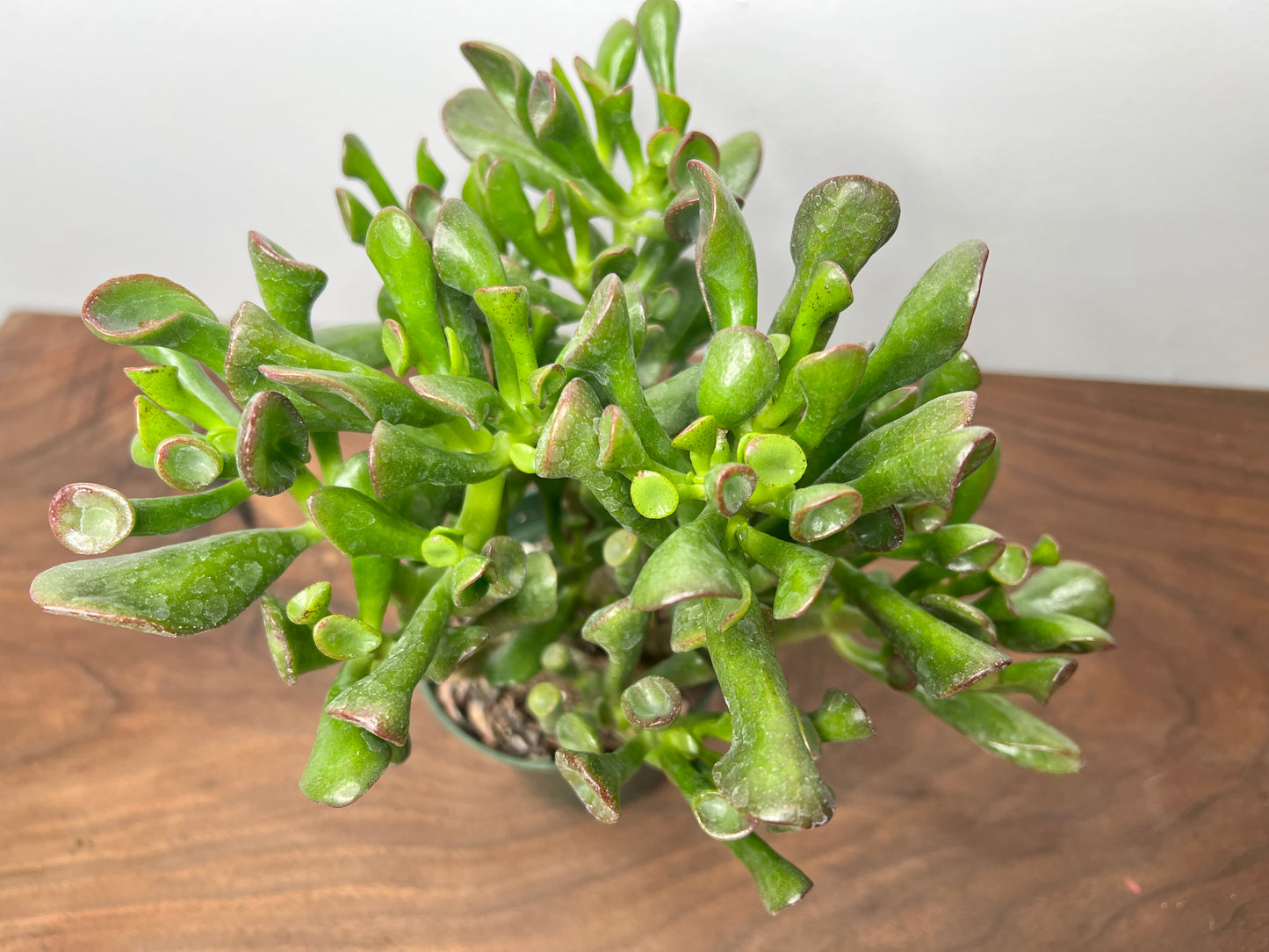 Jade- fingers 6”