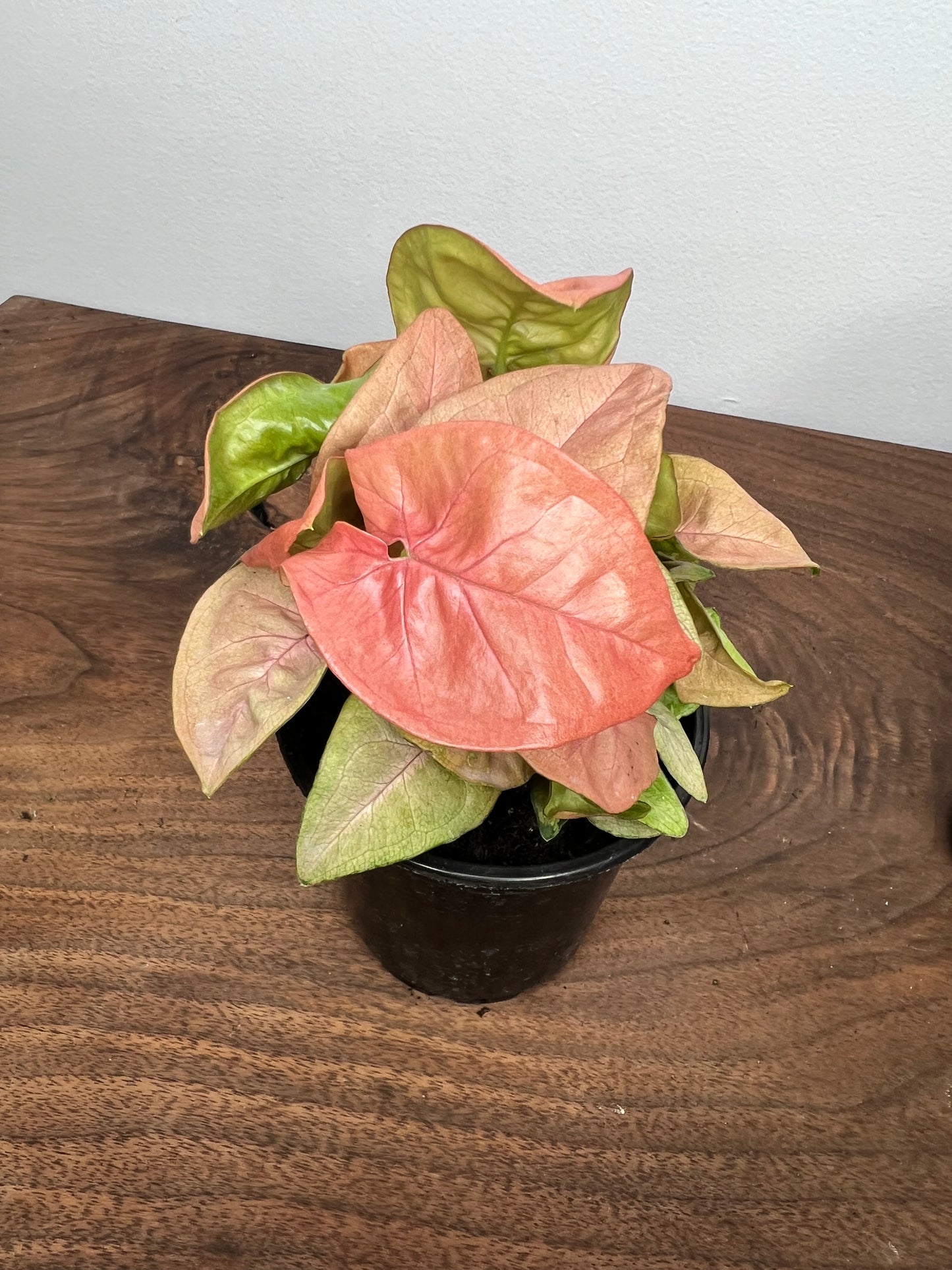 Syngonium Pink