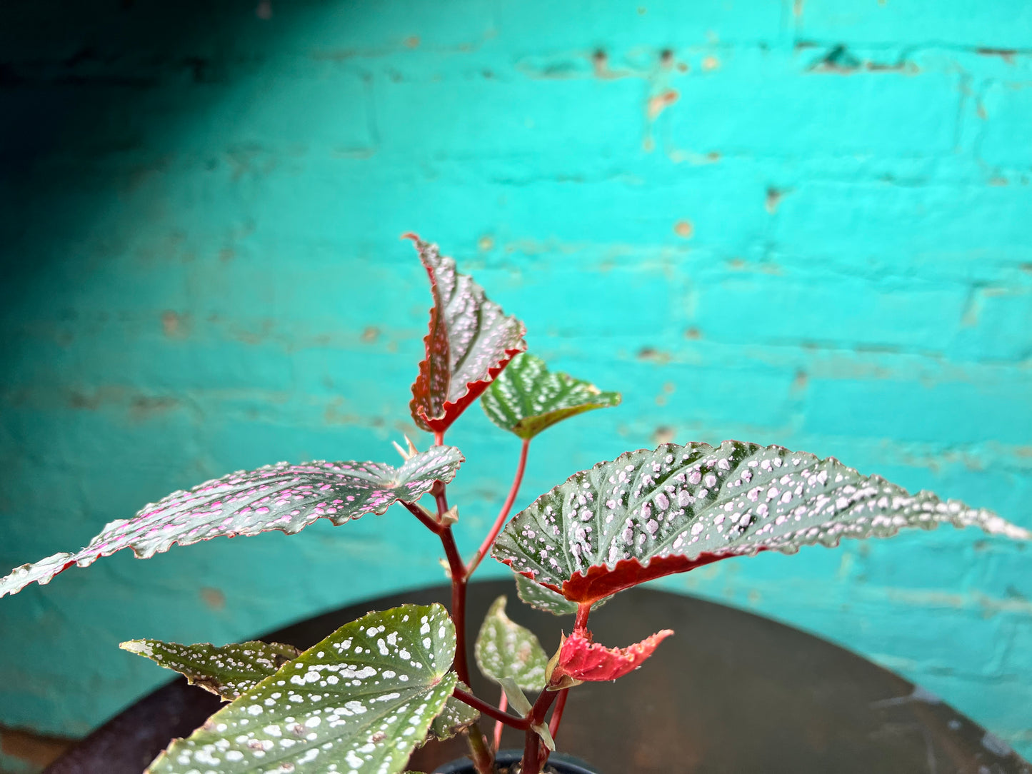 Begonia Maculata Pink (Polka Dot)