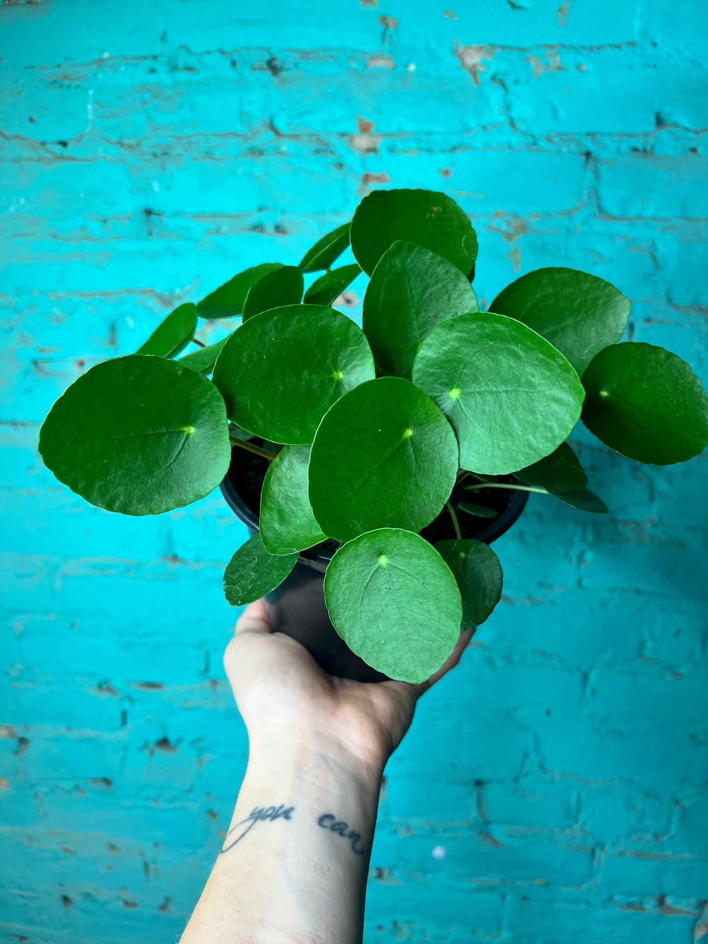 Pilea peperomioides-Chinese money plant 6”