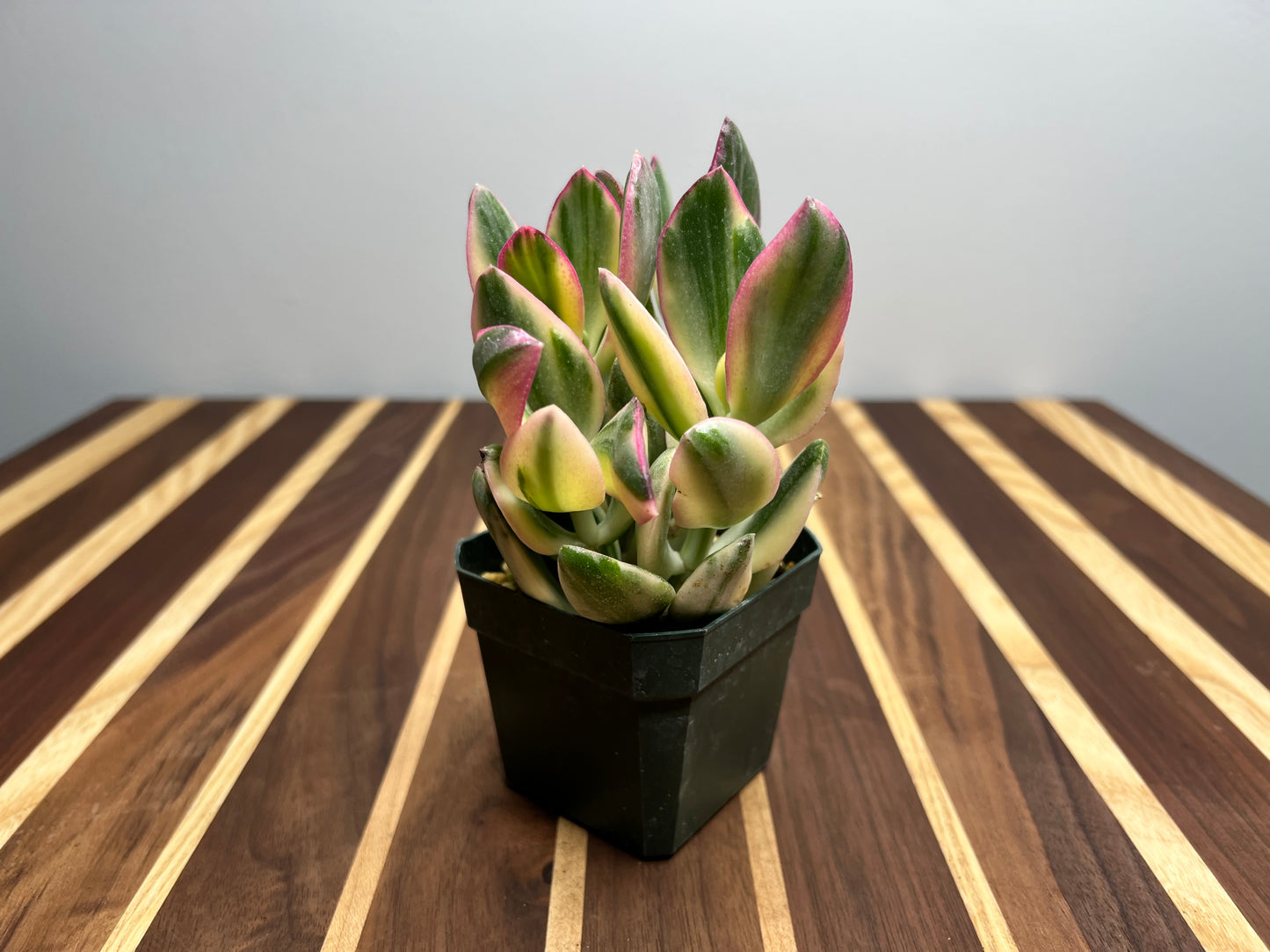 Jade- Variegated 3”