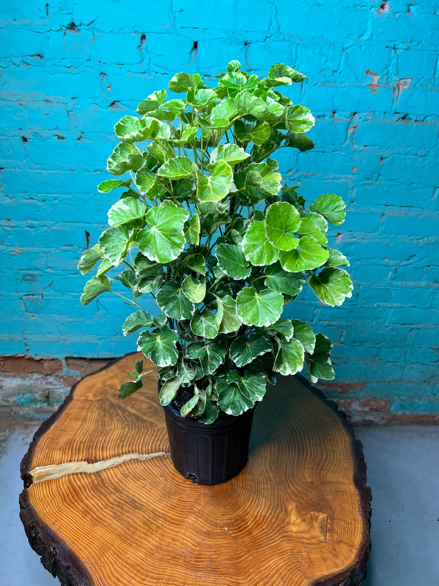 Balfour Aralia 6”