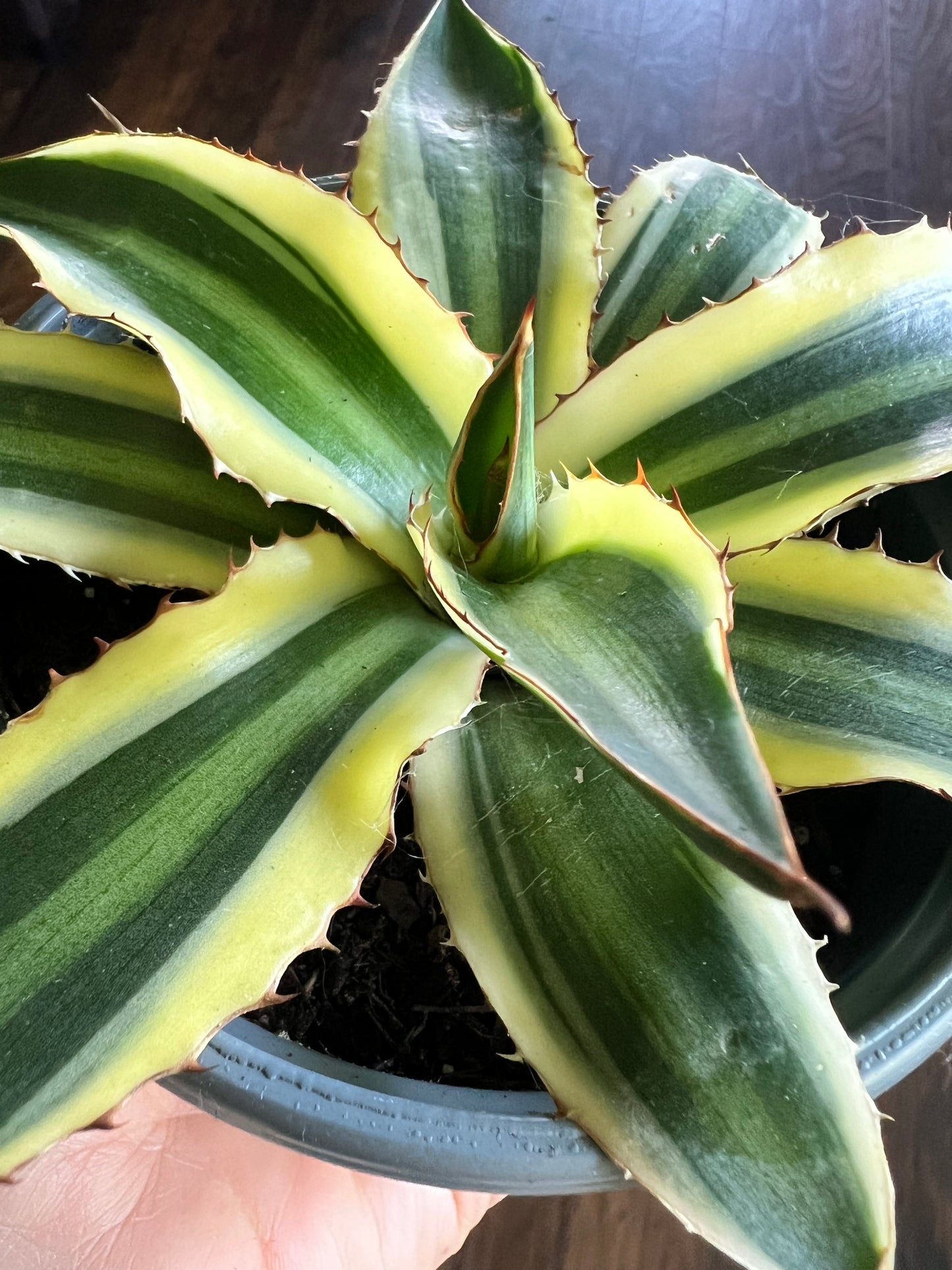 Agave lophantha 4”