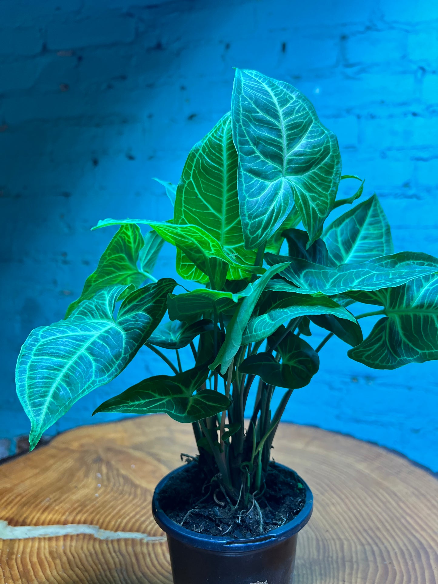 Syngonium Podophyllum