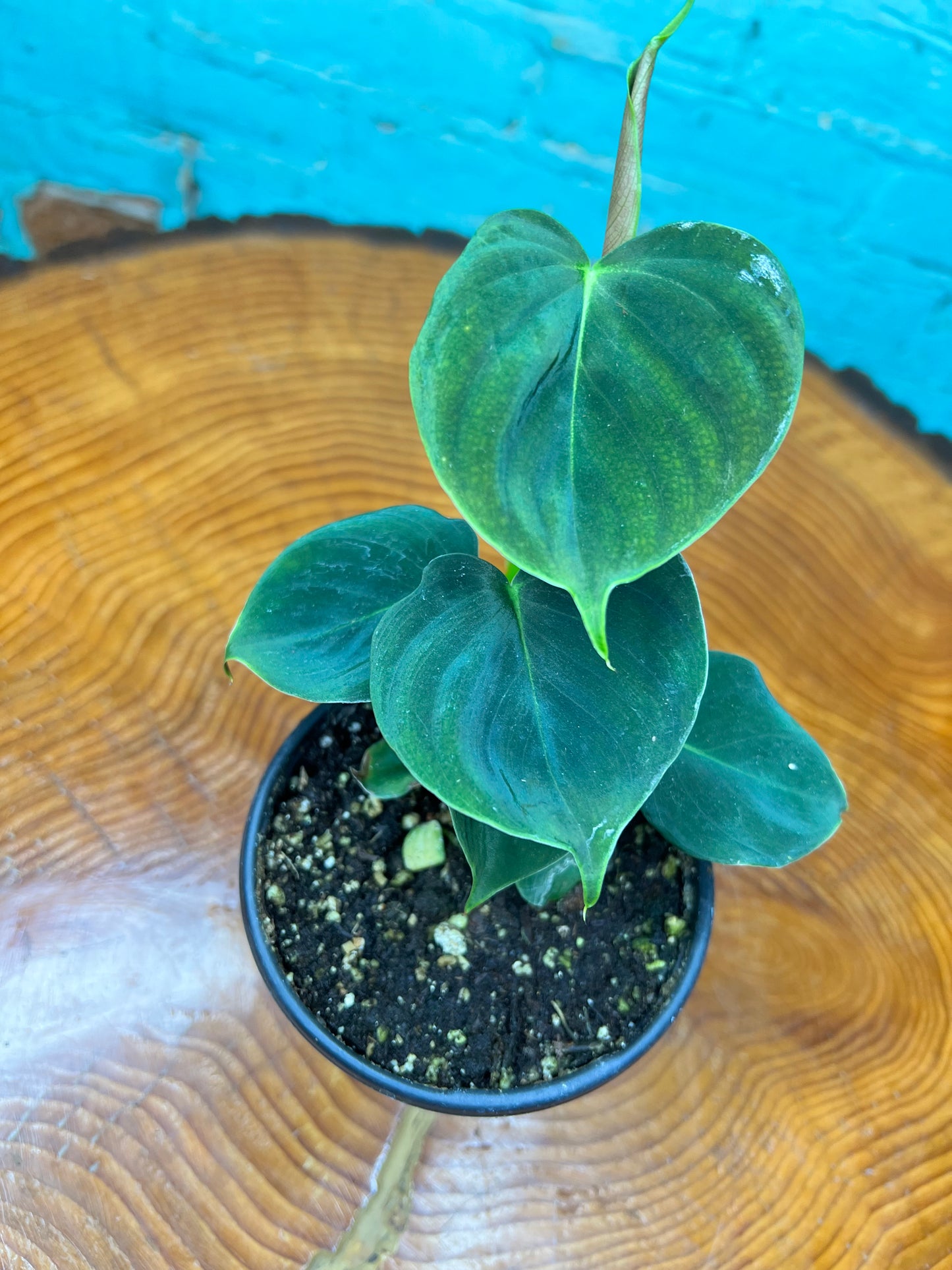 Philodendron Lumpinum 4”