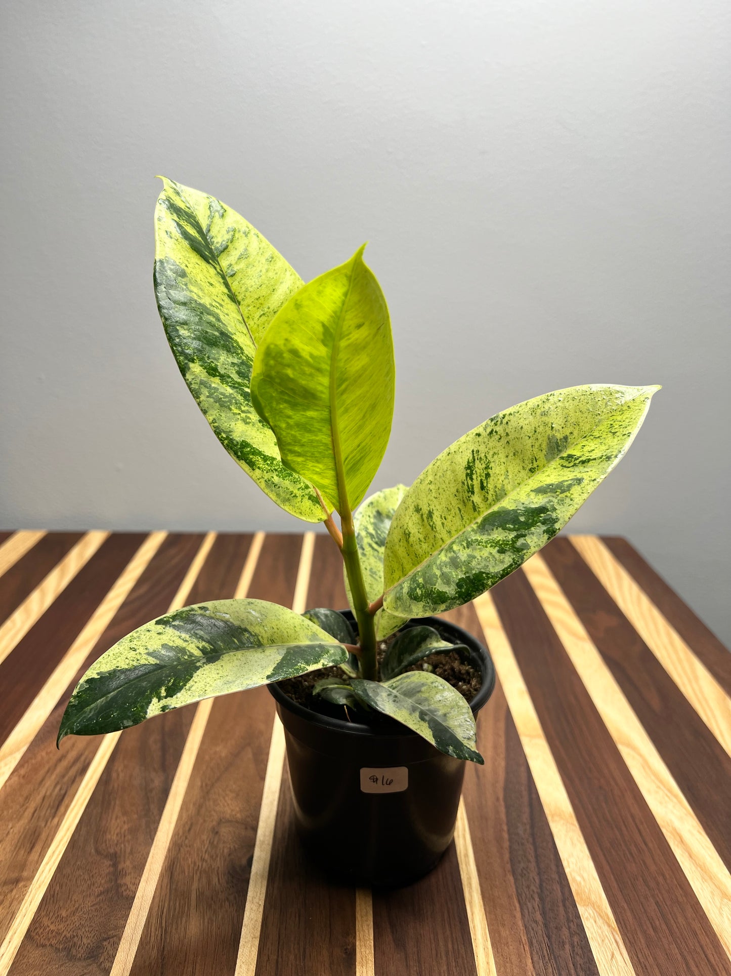 Ficus Shiverenana
