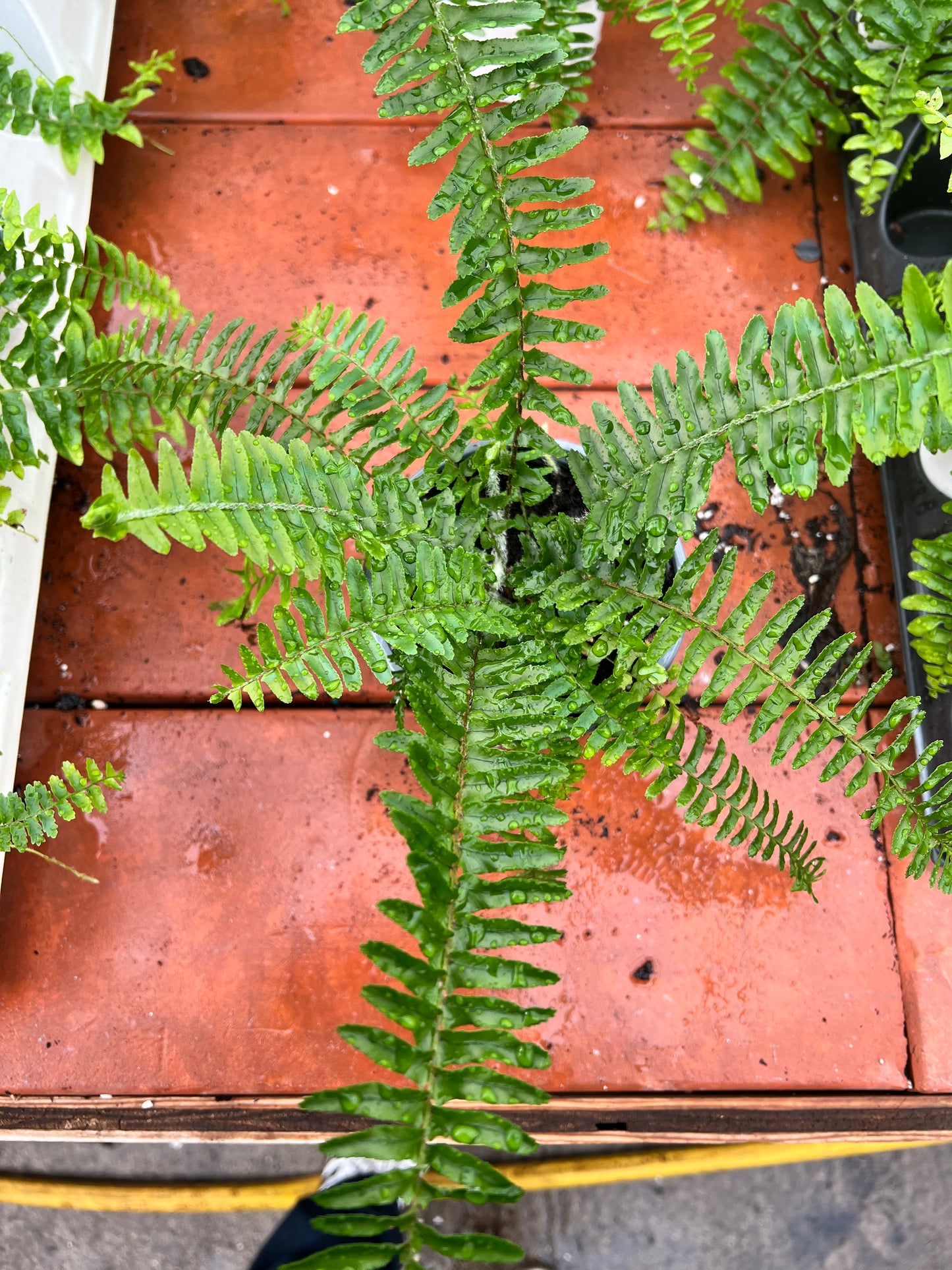 Boston Fern