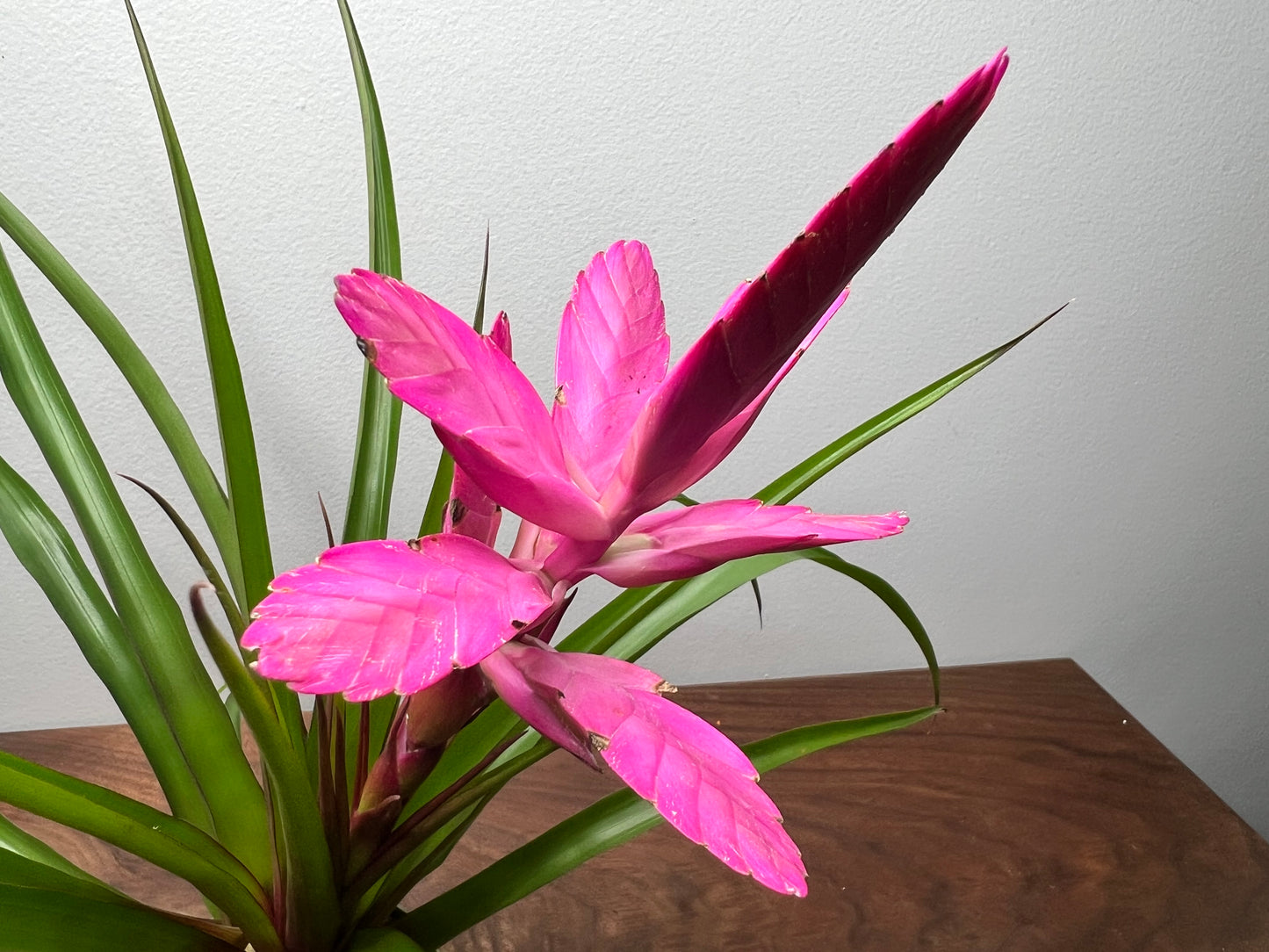 Bromeliad 4”