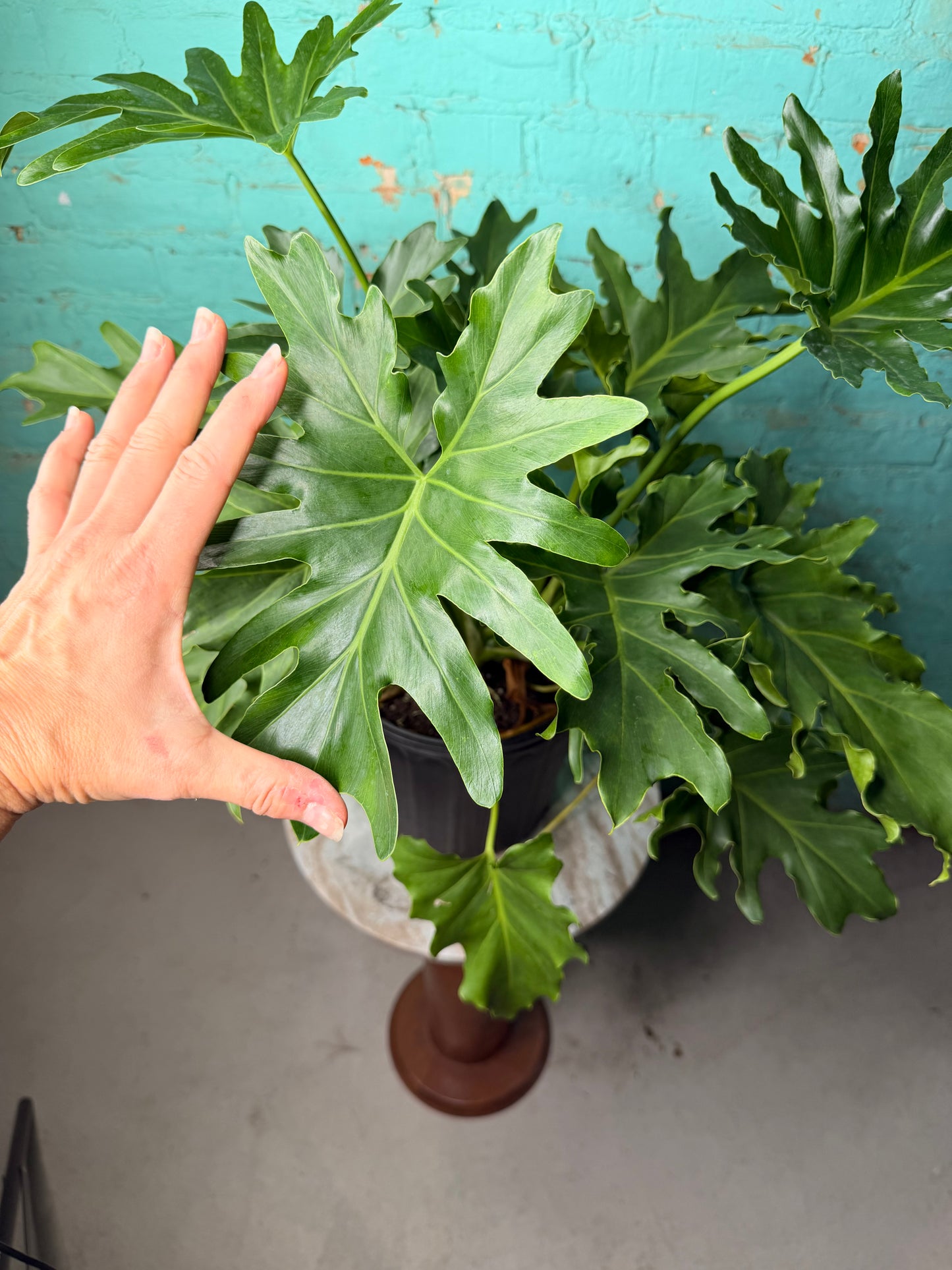 Philodendron Selloum -Hope 10”