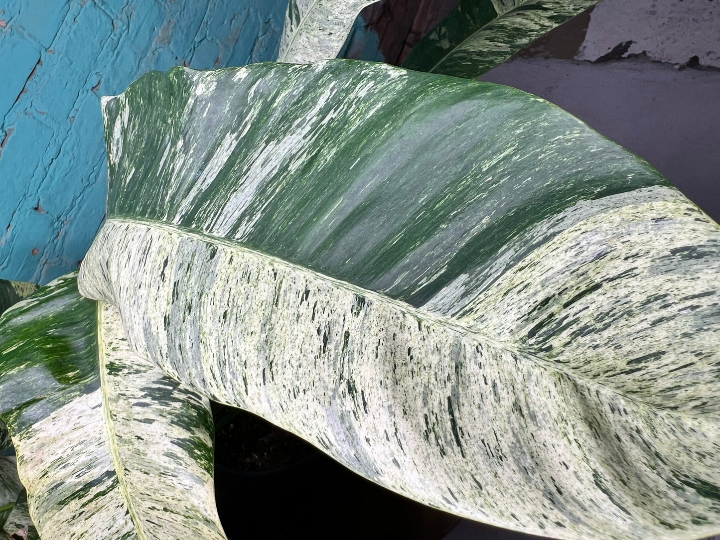 Epipremnum Giganteum Marble 10”