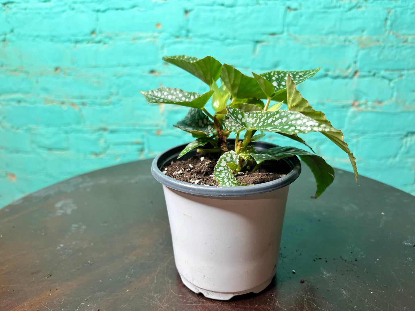 Begonia Maculata- Silver Polka Dot 4”