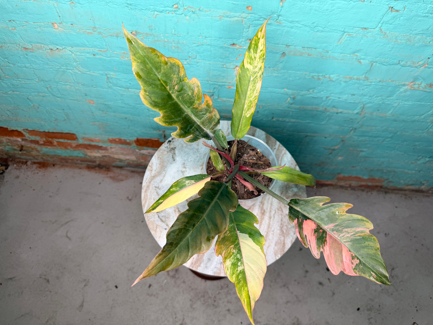 Philodendron Carmel Marble 6”