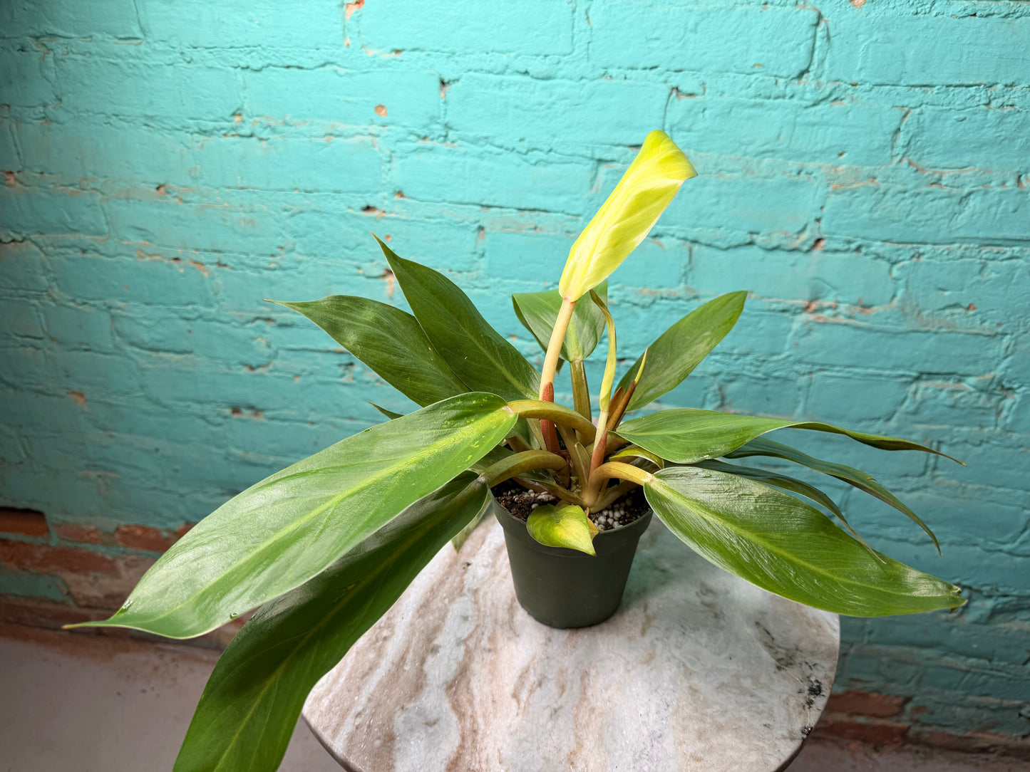 Philodendron Melinonii 4”