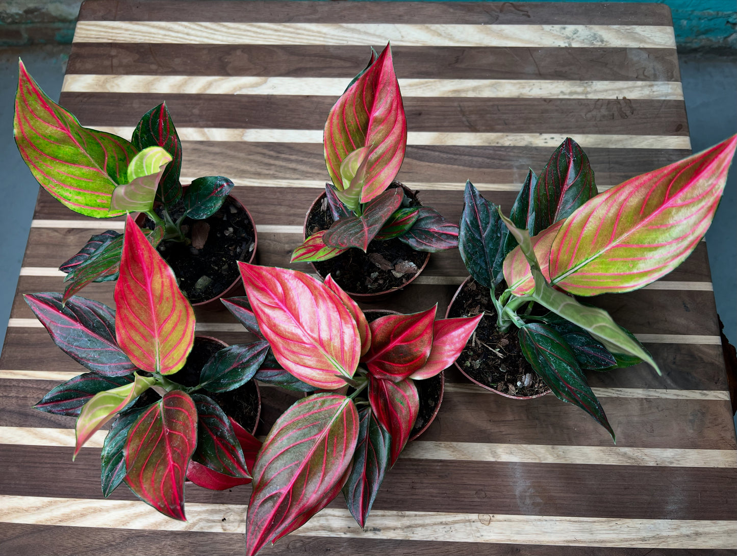Aglaonema Rotunda Red tiger Variegated 4” (each)