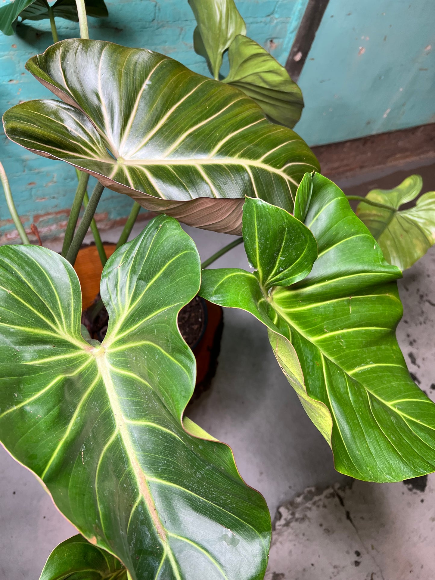 Philodendron Summer Glory 10”