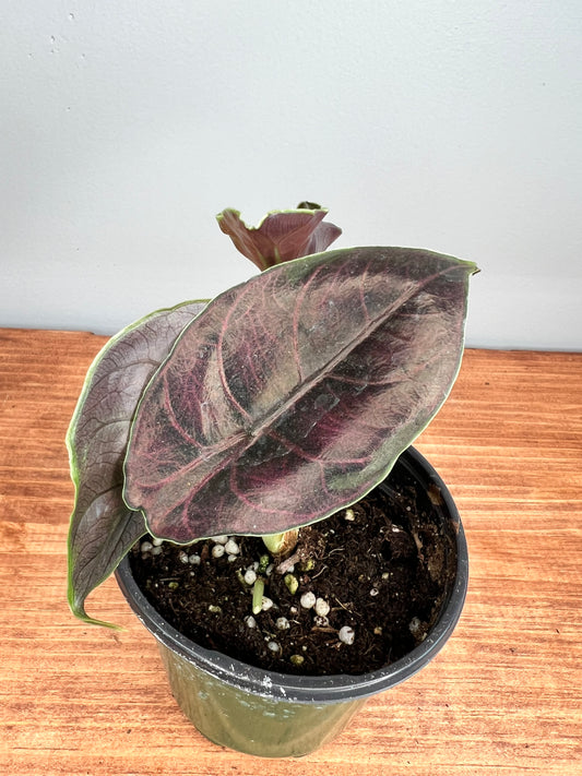 Alocasia Azianii