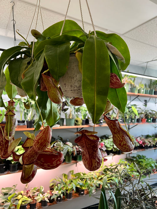 Pitcher Plant (6inch hanging basket)