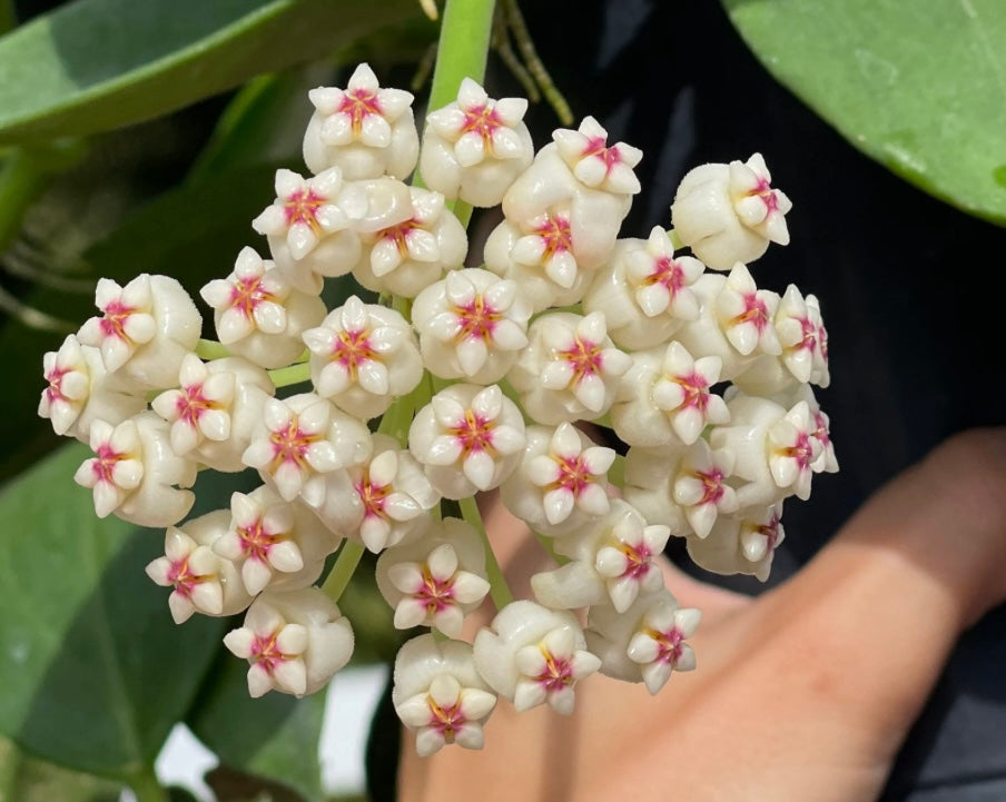 Hoya Pachyclada