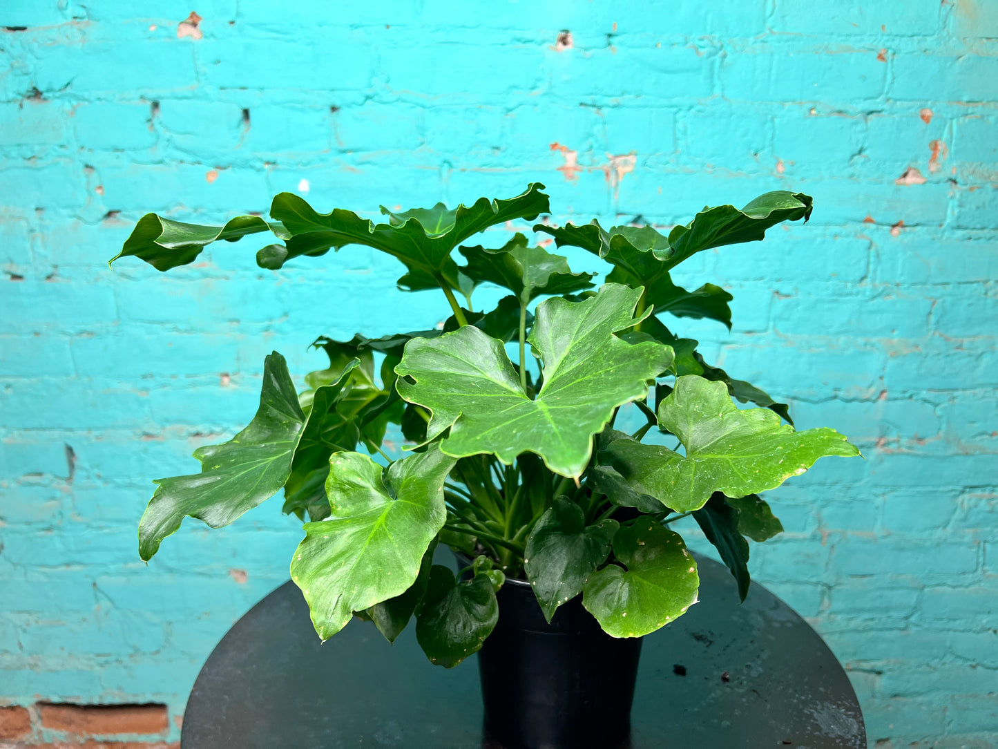Philodendron Selloum (Hope) 6”