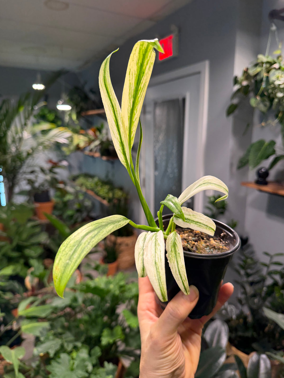 Epipremnum Amplissimum Albo 4”