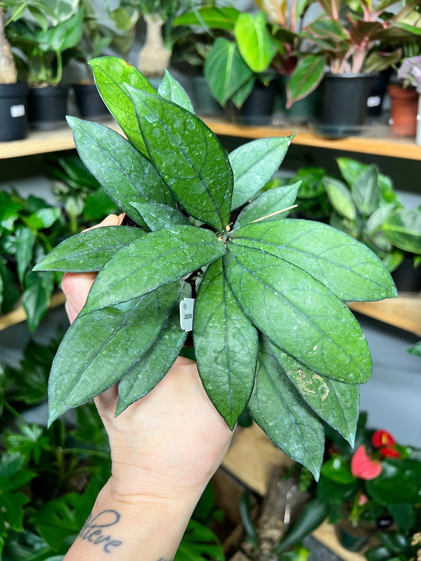 Hoya-Crassipetiolata