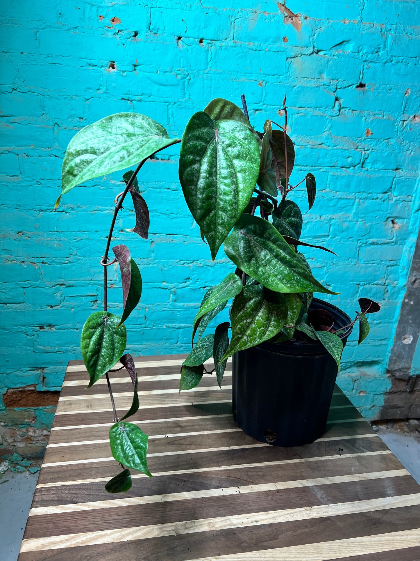 Piper Crocatum 10”