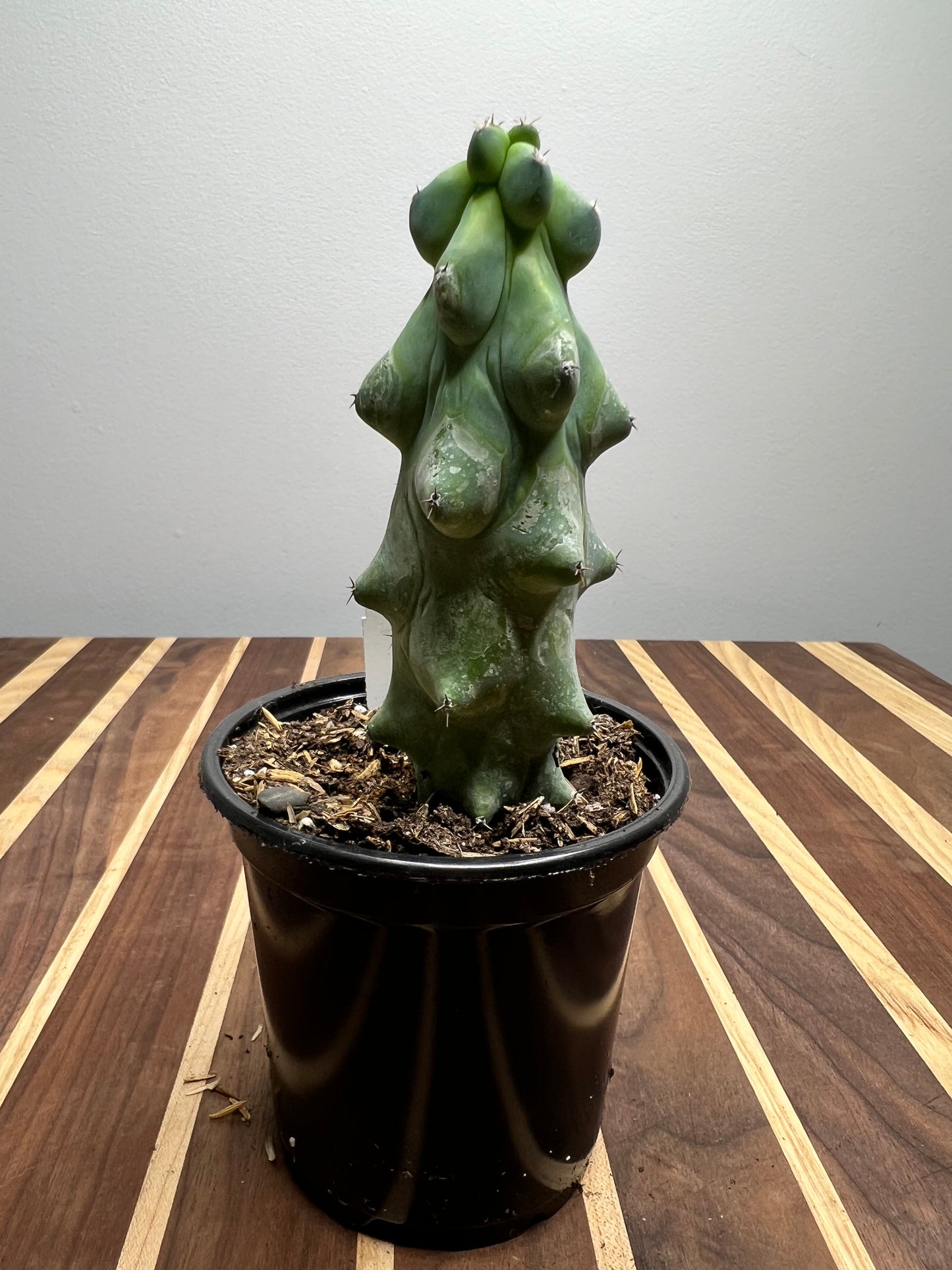 Boobie Cactus 4” 3 inches