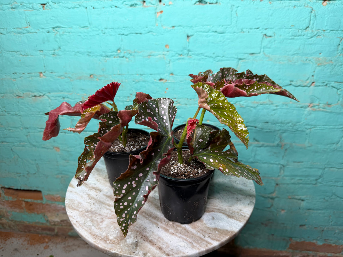 Begonia Maculata ‘Cracklin Rosie’ 4”