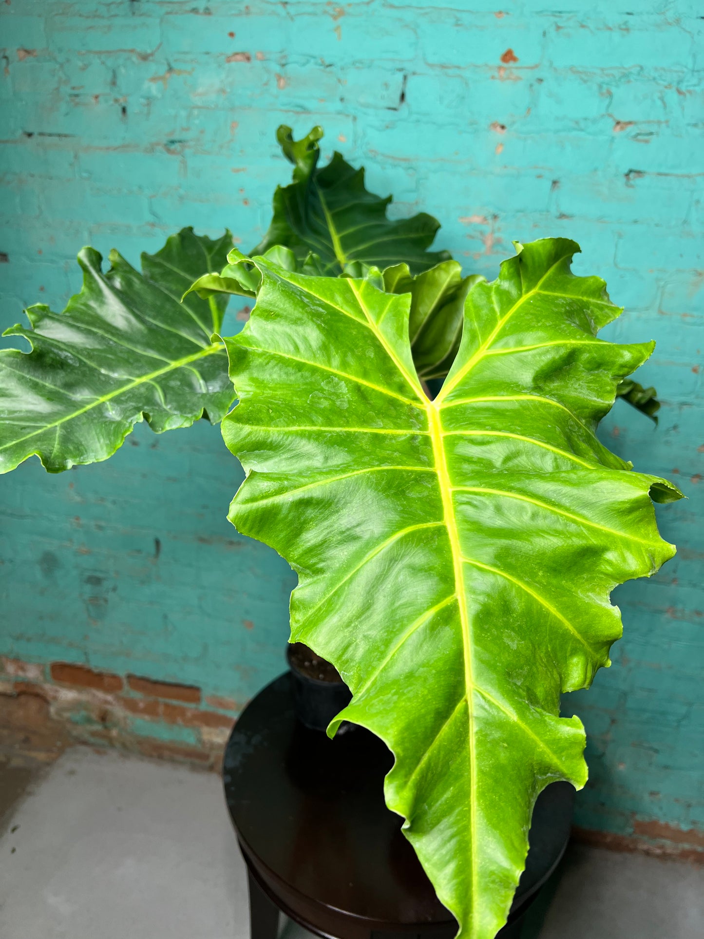 Alocasia Golden Dragon 6” (2.5 ft)