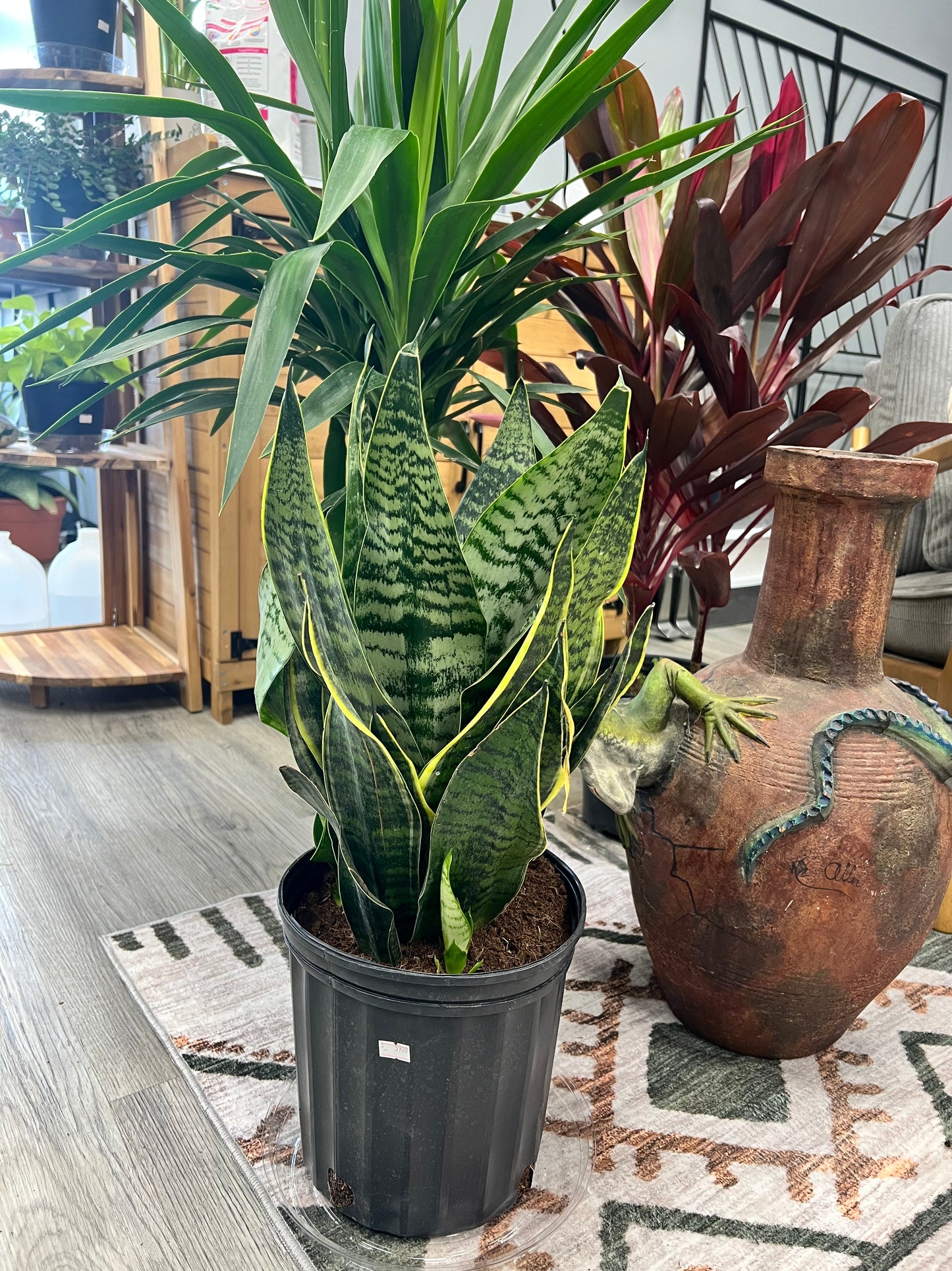 Snake plant 8”