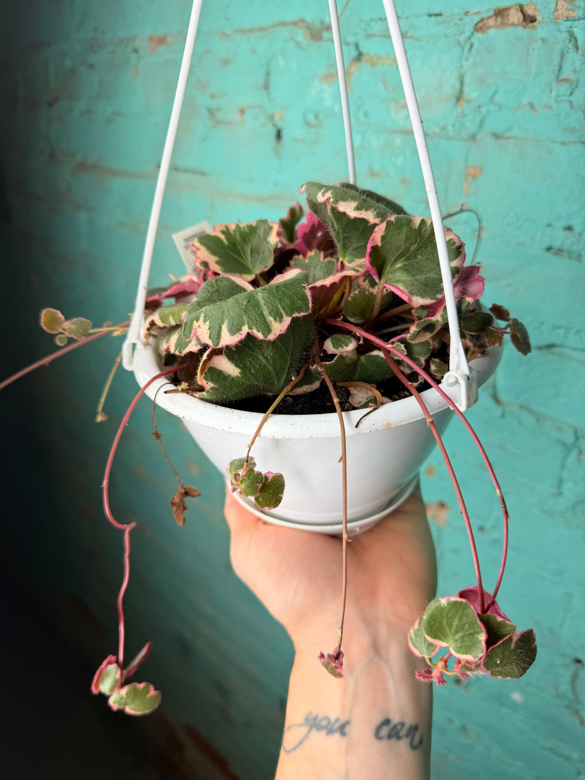 Begonia Strawberry Variegated Basket 6”