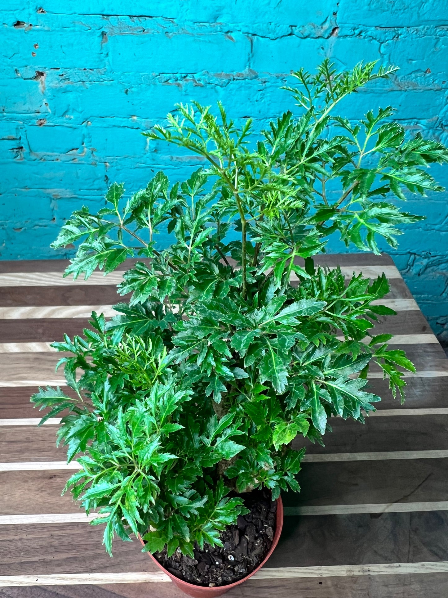 Ming Aralia 4”