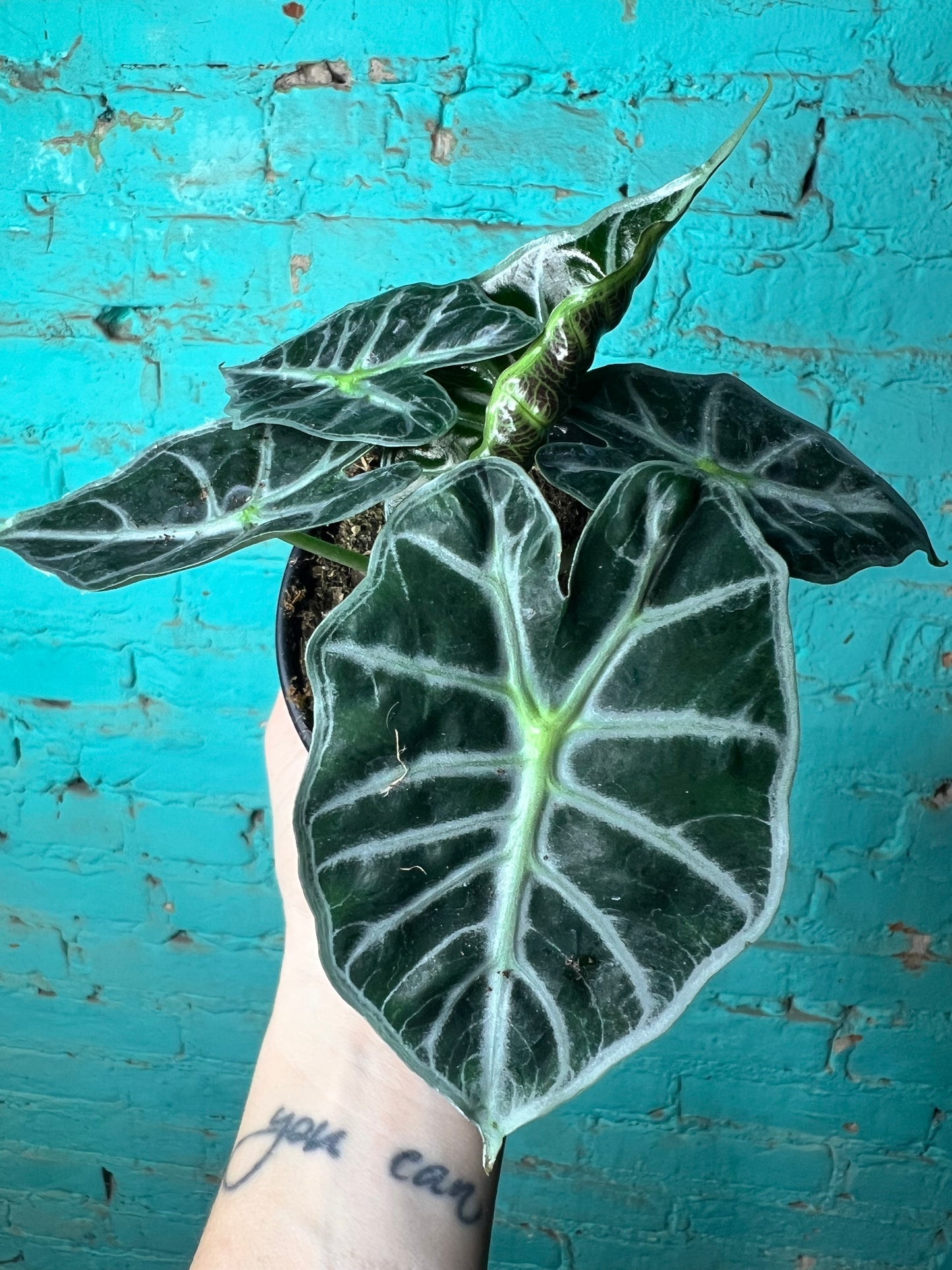 Alocasia Madalay 4”