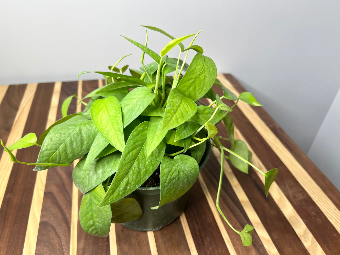 Cebu Blue Pothos 6”