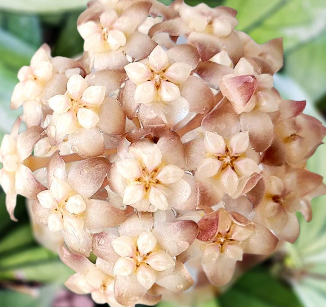 Hoya-Crassipetiolata