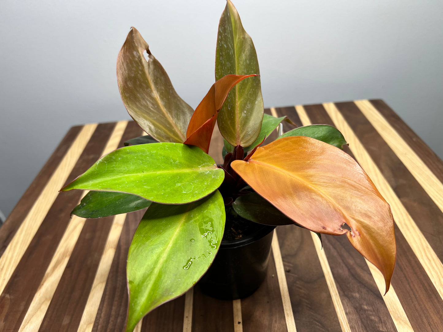 Philodendron McColley’s Finale 4”